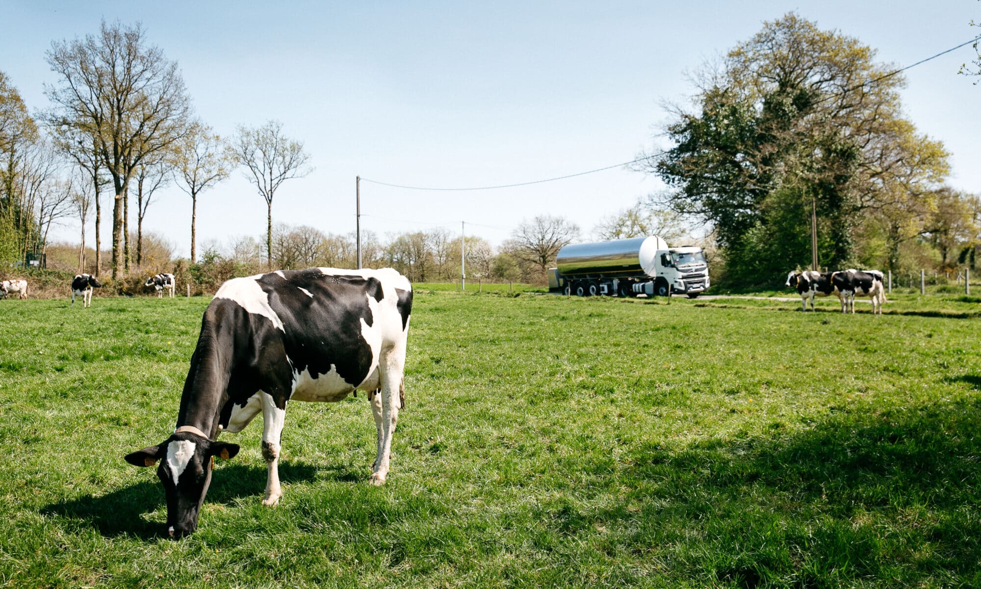 vaches laitières dans un champ de Savencia ressources laitières