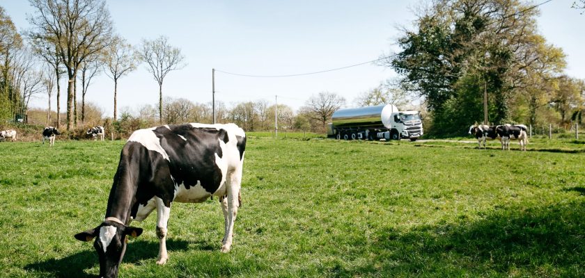 vaches laitières dans un champ de Savencia ressources laitières