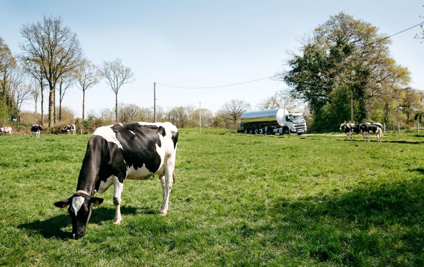 vaches laitières dans un champ de Savencia ressources laitières